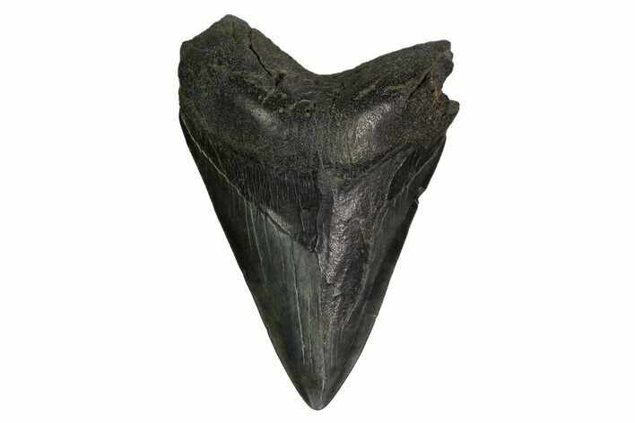 Fossil Megalodon Tooth - South Carolina #171121